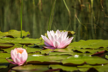 A beautiful light pink water lilies growing in a natural pond. Colorful summer scenery with water flowers.