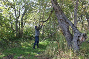 Naklejka na ściany i meble A man saws a large branch of a tree with a yellow hand saw.