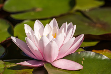 A beautiful light pink water lilies growing in a natural pond. Colorful summer scenery with water flowers.