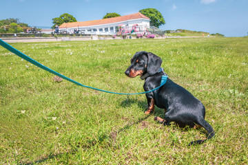 Black and tan short haired miniature dachshund sitting on grass on a lead looking back at the camera. He is on grass in Ramsgate, Kent with the boating lake building in the background..