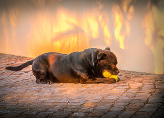 A Staffordshire Bull Terrier dog lying down chewing on two tennis balls relaxing in at sunset. A golden glow and palm tree shadows are behind him. he is lying on a cobbled drive.