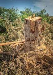 Tree stump after road side tree has been cutdown and then extracted after it has overgrown damaging pavements.