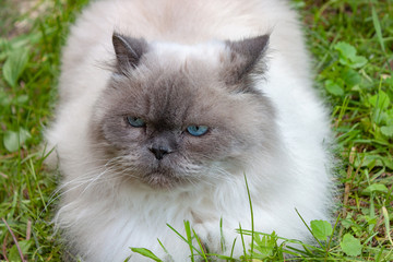 Naklejka na ściany i meble Beautiful serious fluffy cat with blue eyes sits on the green grass