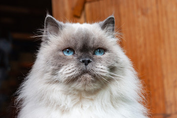Naklejka na ściany i meble Portrait of a beautiful fluffy cat with blue eyes. Color Blue Color Point