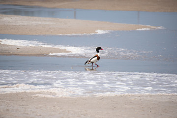 The common shelduck (Tadorna tadorna)