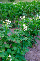 Potato sprouts on beds, young potatoes, ripening potatoes
