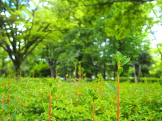 公園に芽吹くドウダンツツジの若葉