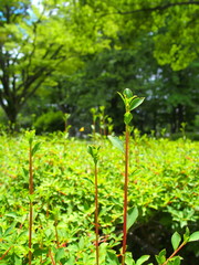 公園に芽吹くドウダンツツジの若葉
