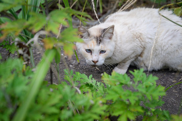 草むらの猫　横
