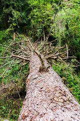 Dorf Tirol, Vinschgau, Holzstamm, Baumschlag, Wald, Sturmschäden, Waldweg, Tiroler Kreuz, Südtirol, Sommer, Italien
