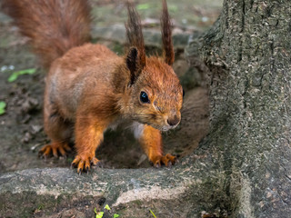 Cute young red squirrel in a natural park .