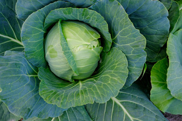 Young cabbage grows on the beds in the garden.