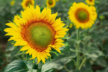 Blooming sunflowers in the field with a blurred background