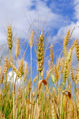 Ears of ripening wheat against the sky on a summer day.