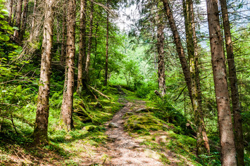 Dorf Tirol, Tiroler Kreuz, Wald, Waldweg, Wanderweg, Vinschgau, Südtirol, Sommer, Italien