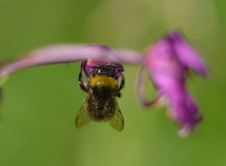 Bumblebee sitting on a red flower