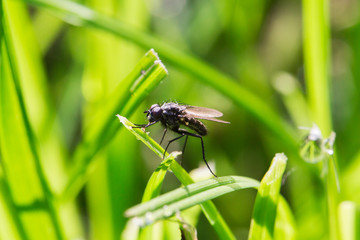 Blue Fly on the Grass