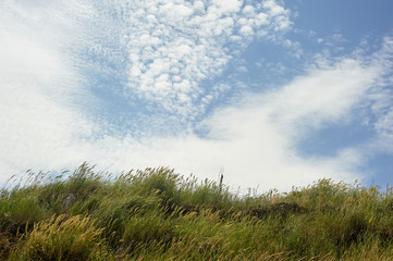 Grass and sky, the coastal area. Vegetation over the cliff.