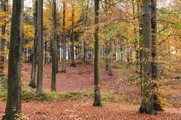 Beech trees with colorful autumnal foliage