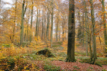 Autumnal landscape in Sonian Forest, Belgium