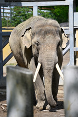 Elephant in the paddock walking towards us.