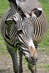 Naklejka premium Zebra eating green grass outside in paddock.