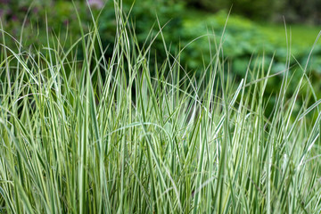 beautiful flowers in nature in the botanical garden