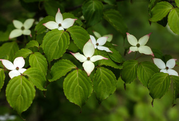 beautiful flowers in nature in the botanical garden