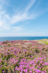 Obraz premium paesaggio marino, oceano e fiori