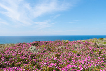 bello paesaggio marino con i fiori