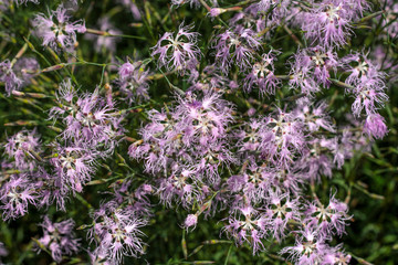 beautiful flowers in nature in the botanical garden