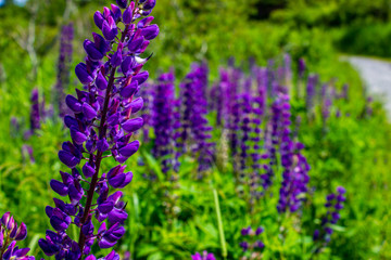 Fototapeta premium Lupins of NovaScotia