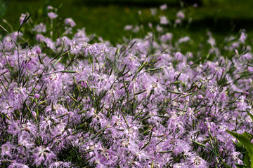 Obraz premium beautiful flowers in nature in the botanical garden