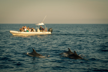 Dolphin Watching Boat Excursion With Dolphins in the Foreground