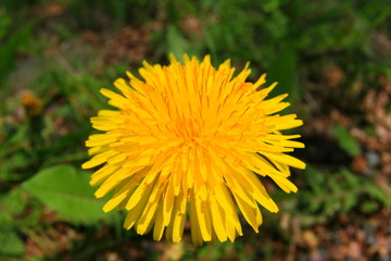 タンポポ　花