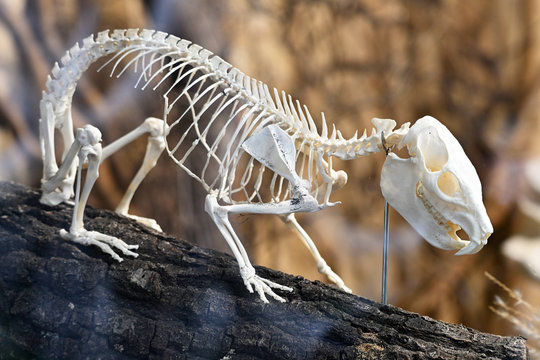 Dendrohyrax arboreus -  Southern tree hyrax skeleton