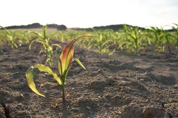 The first corn in the sunlight
