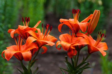 beautiful flowers in nature in the botanical garden