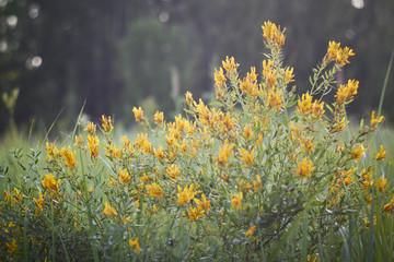 summer grass in the dawn light, against the beautiful bokeh