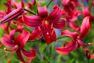 beautiful flowers in nature in the botanical garden