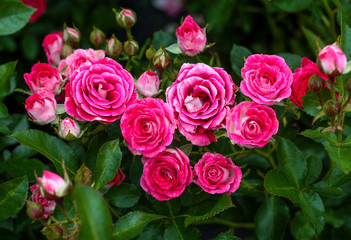 beautiful flowers in nature in the botanical garden