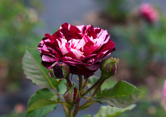 beautiful flowers in nature in the botanical garden