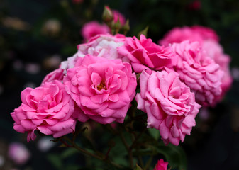 beautiful flowers in nature in the botanical garden