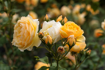 beautiful flowers in nature in the botanical garden