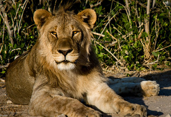 Lion in Namibian National Park at sunset