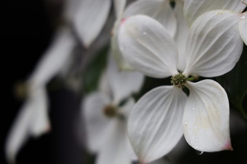 Obraz na płótnie Canvas 京都ぶらり、初夏の花々