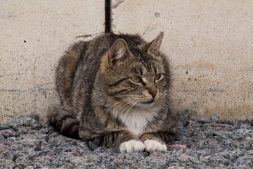 Obraz premium cat with green eyes
