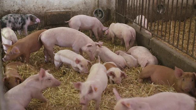 pigs, piglets on livestock farm