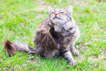 Naklejka na ściany i meble beautiful grey cat sitting on the ground and scratching his face, selective focus