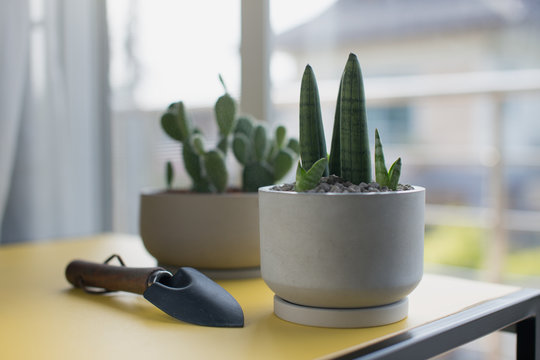 Sansevieria stuckyi in gray cement pot